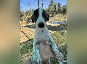 Diamond geb. 03/2026 (ESP) - unkomplizierter Podenco Welpe sucht seinen Komplizen!