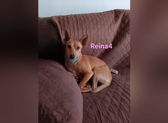 DRINGEND! Reina4 geb. 10/2022 (ESP) - treue Seele braucht neues Zuhause!