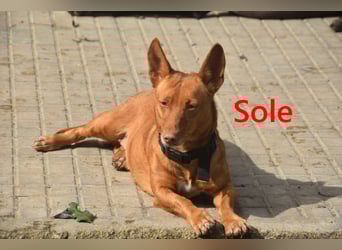 Sole geb. 03/2024 (ESP) - Mini-Podenca sucht ihre Familie!