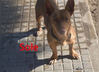 Sole geb. 03/2024 (ESP) - kleiner Traumhund sucht Pflegestelle oder FürImmerZuhause!