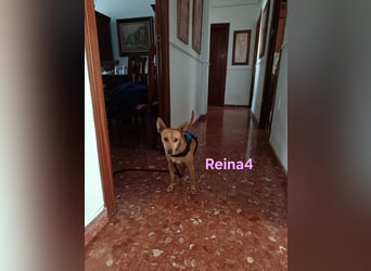 DRINGEND! Reina4 geb. 10/2022 (ESP) - treue Seele braucht neues Zuhause!