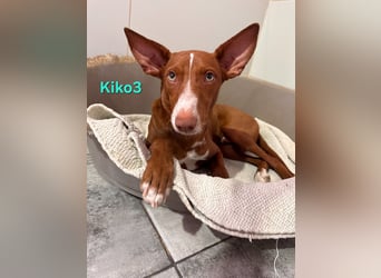 Kiko geb. 10/2025 (ESP) - zauberhafter, gut gelaunter Podenco-Junge!