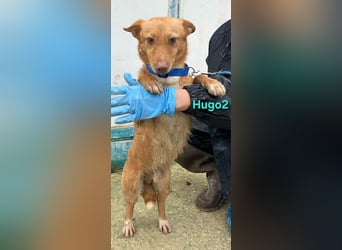 Hugo2 geb. 01/2025 (ESP) - verschmuster Podencojunge sucht liebevolle Familie!