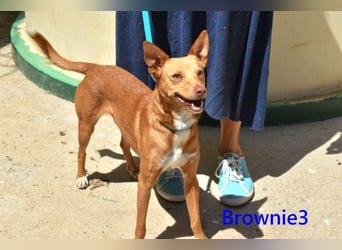Brownie3 geb. 08/2025 (ESP) - gutgelaunter und fröhlicher Podenco!
