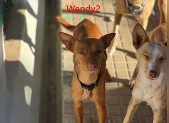 Wendy2 geb. 06/2024 (ESP) - soziale und verspielte, sehr hübsche Podenca Andaluz!
