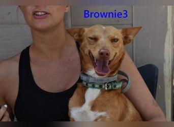 Brownie3 geb. 08/2025 (ESP) - gutgelaunter und fröhlicher Podenco!