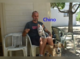 Chino geb. 11/2025 (ESP) - unbeschwerter Podencowelpe sucht liebevolle Familie!