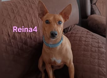 DRINGEND! Reina4 geb. 10/2022 (ESP) - treue Seele braucht neues Zuhause!