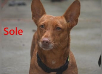 Sole geb. 03/2024 (ESP) - kleiner Traumhund sucht Pflegestelle oder FürImmerZuhause!