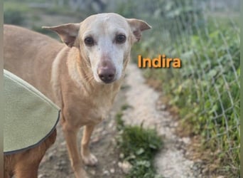 Indira geb. 03/2023 (ESP) - wunderschöne und liebevolle Podenca!