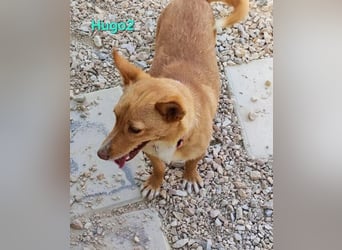 Hugo2 geb. 01/2025 (ESP) - verschmuster Podencojunge sucht liebevolle Familie!