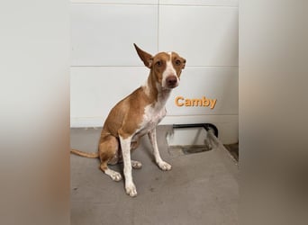 Camby geb. 01/2025 (ESP) - liebevolle, zugewandte Podenca sucht ihre Familie!
