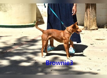 Brownie3 geb. 08/2025 (ESP) - gutgelaunter und fröhlicher Podenco!