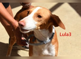 Lula3 geb. 08/2024 (ESP) - goldiges, schüchternes Hundemädchen!