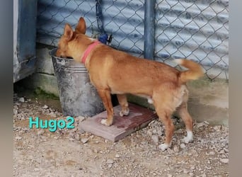 Hugo2 geb. 01/2025 (ESP) - verschmuster Podencojunge sucht liebevolle Familie!