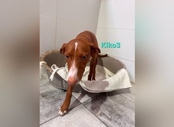 Kiko geb. 10/2025 (ESP) - zauberhafter, gut gelaunter Podenco-Junge!
