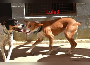Lula3 geb. 08/2024 (ESP) - goldiges, schüchternes Hundemädchen!