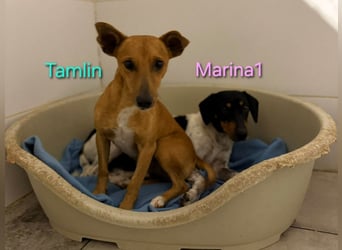 Tamlin geb. 07/2020 (ESP) - sehr liebevoller, edler und sanfter, kleiner Podenco!