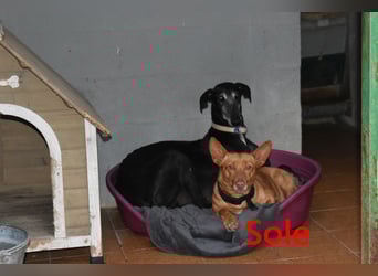 Sole geb. 03/2024 (ESP) - Mini-Podenca sucht ihre Familie!