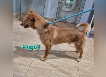 Hugo2 geb. 01/2025 (ESP) - verschmuster Podencojunge sucht liebevolle Familie!