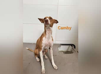 Camby geb. 01/2025 (ESP) - liebevolle, zugewandte Podenca sucht ihre Familie!