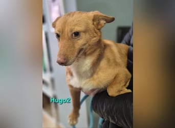 Hugo2 geb. 01/2025 (ESP) - verschmuster Podencojunge sucht liebevolle Familie!