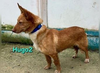 Hugo2 geb. 01/2025 (ESP) - verschmuster Podencojunge sucht liebevolle Familie!