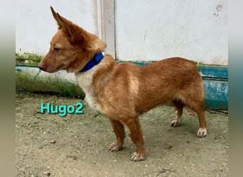 Hugo2 geb. 01/2025 (ESP) - verschmuster Podencojunge sucht liebevolle Familie!