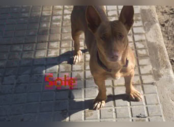 Sole geb. 03/2024 (ESP) - Mini-Podenca sucht ihre Familie!