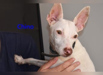 Chino geb. 11/2025 (ESP) - unbeschwerter Podencowelpe sucht liebevolle Familie!