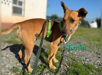 Tamlin geb. 07/2020 (ESP) - sehr liebevoller, edler und sanfter, kleiner Podenco!