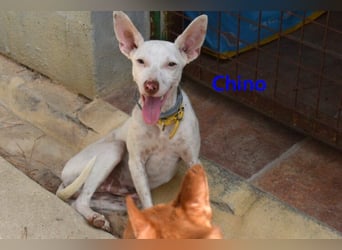 Chino geb. 11/2025 (ESP) - unbeschwerter Podencowelpe sucht liebevolle Familie!