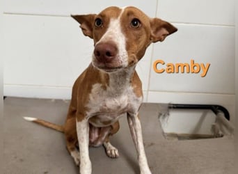 Camby geb. 01/2025 (ESP) - liebevolle, zugewandte Podenca sucht ihre Familie!