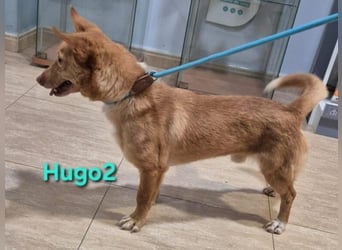 Hugo2 geb. 01/2025 (ESP) - verschmuster Podencojunge sucht liebevolle Familie!