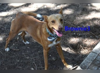Brownie3 geb. 08/2025 (ESP) - gutgelaunter und fröhlicher Podenco!