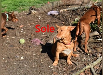 Sole geb. 03/2024 (ESP) - kleiner Traumhund sucht Pflegestelle oder FürImmerZuhause!