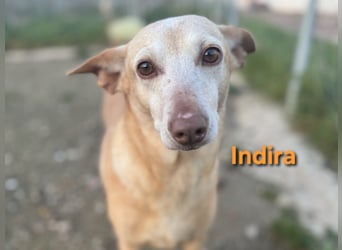 Indira geb. 03/2023 (ESP) - wunderschöne und liebevolle Podenca!