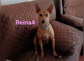 DRINGEND! Reina4 geb. 10/2022 (ESP) - treue Seele braucht neues Zuhause!