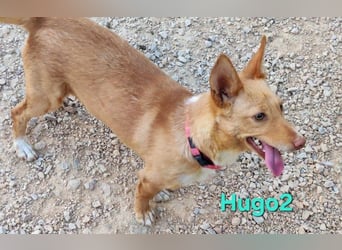 Hugo2 geb. 01/2025 (ESP) - verschmuster Podencojunge sucht liebevolle Familie!