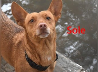 Sole geb. 03/2024 (ESP) - kleiner Traumhund sucht Pflegestelle oder FürImmerZuhause!