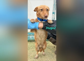Hugo2 geb. 01/2025 (ESP) - verschmuster Podencojunge sucht liebevolle Familie!