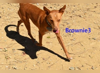 Brownie3 geb. 08/2025 (ESP) - gutgelaunter und fröhlicher Podenco!