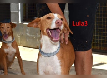 Lula3 geb. 08/2024 (ESP) - goldiges, schüchternes Hundemädchen!