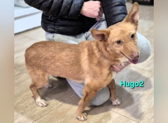 Hugo2 geb. 01/2025 (ESP) - verschmuster Podencojunge sucht liebevolle Familie!