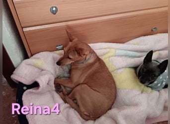 DRINGEND! Reina4 geb. 10/2022 (ESP) - treue Seele braucht neues Zuhause!