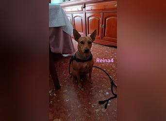 DRINGEND! Reina4 geb. 10/2022 (ESP) - treue Seele braucht neues Zuhause!