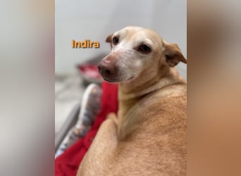 Indira geb. 03/2023 (ESP) - wunderschöne und liebevolle Podenca!