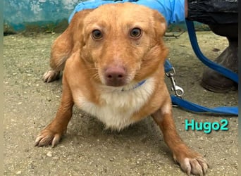 Hugo2 geb. 01/2025 (ESP) - verschmuster Podencojunge sucht liebevolle Familie!