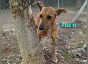 Tamlin geb. 07/2020 (ESP) - sehr liebevoller, edler und sanfter, kleiner Podenco!