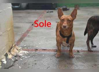 Sole geb. 03/2024 (ESP) - Mini-Podenca sucht ihre Familie!